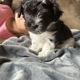 Havanese Puppies from PNW Havanese
