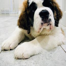 Saint Bernard Puppies from St Bernard Kingdom, LLC