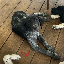Black Girl 9222 - Black and white female German Shorthaired Pointer puppy in Spring Hope, North Carolina from Hogan’s Lowrider Hounds
