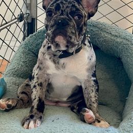 French Bulldog All Grown Up from Beau's French Bulldogs