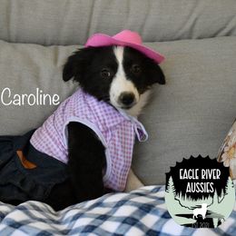 Sweet Caroline - Black & white female Miniature Australian Shepherd puppy in California from Eagle River Aussies