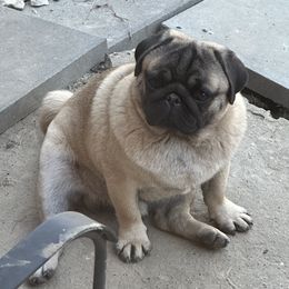 Teddy - Pug