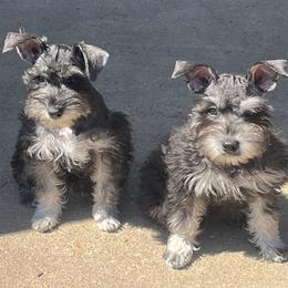 Miniature Schnauzer Puppies from Sugarbaby Kennel