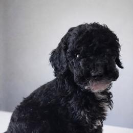 Boy 2 - Phantom male Poodle puppy in Eckert, Colorado from High Desert Poodles