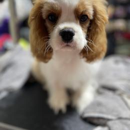 Cavalier King Charles Spaniel and Lowchen Puppies from Uptown Cavaliers