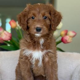 Mustang - Red  female Goldendoodle puppy in Yuciapa, California from AlltheDoodlez_