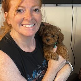 Rosie (formerly Pippie) - Red and white female Cockapoo puppy in Amherst, Ohio from Cockapoo Companions