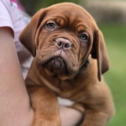 Grey - Mahogany female Dogue de Bordeaux puppy in Michigan from Boondocks Bordeaux