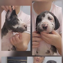 Girl 2 - Harlequin female Great Dane puppy in Longview, Texas from Lazy A Danes