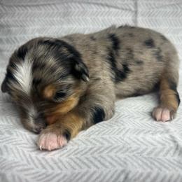 Boy 2 - Blue merle male Toy Australian Shepherd puppy in Alabama from SBA Aussies