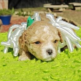 Cuddlebug - Apricot male Cavapoo puppy in Dallas, Texas from Halo's Heroes Doodles