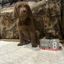 Pink Dot - Brown male Chesapeake Bay Retriever puppy in Wisconsin Dells, Wisconsin from Kilbourn Chesapeakes