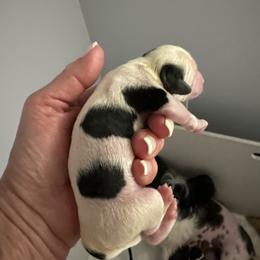 Boy 1 - Chinese Crested puppy in Natick, Massachusetts from Mindy Dobrow's Chinese Crested Puppies and standard poodles