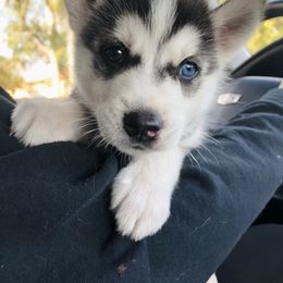 Maltese and Siberian Husky Puppies from Nyx’s Pack