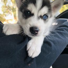 Maltese and Siberian Husky Puppies from Nyx’s Pack