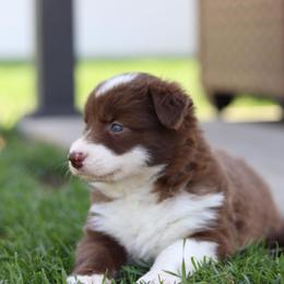 Delta - Red female Border Collie puppy in Kalispell, Montana from North Fork Border Collies