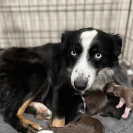 Maggie - Miniature Australian Shepherd