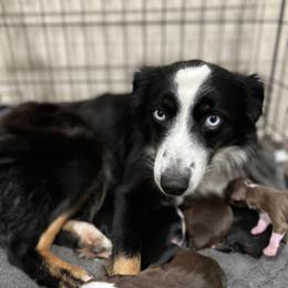 Maggie - Miniature Australian Shepherd