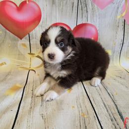 Girl 5 - Red tri-color female Australian Shepherd puppy in Lakeland, Florida from Diamond P Australian Shepherds
