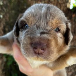 Boy 2 - Red merle male Australian Shepherd puppy in Lakeland, Florida from Infinite Aussies