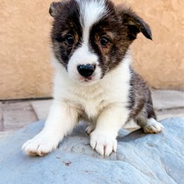 Biscuit - Brindle and white male American Corgi puppy in Pahrump, Nevada from Desert Sunset Corgis