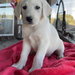 Princess - Yellow Labrador Retriever puppy in Harrison, Arkansas from Brandywine Labradors