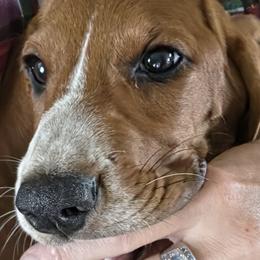 Basset Hounds from Lil Shorties Bassets