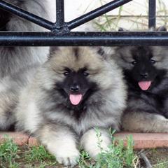 Keeshond Puppies from StarStruck Keeshonden