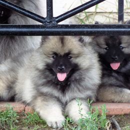 Keeshond Puppies from StarStruck Keeshonden