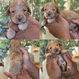 Peter barker - Red male Bernedoodle puppy in Yuciapa, California from AlltheDoodlez_