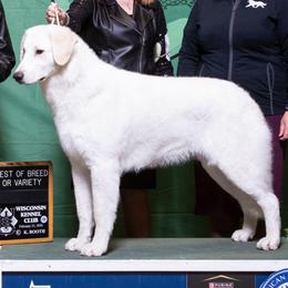 Koala - Kuvasz