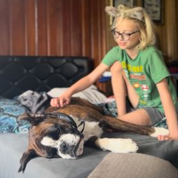 Megan - Boxer