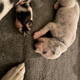 Riot - White and black male Dalmatian puppy in Mount Vernon, Missouri from Spots & Spirals