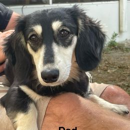 Alvin - Dachshund