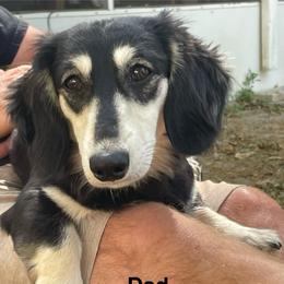 Alvin - Dachshund