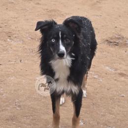 Aspen - Black tri-color female Australian Shepherd puppy in Colorado Springs, Colorado from Dawn 2 Dusk Ranch
