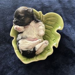 Bently - Black and white male Havanese puppy in Blanchard, Oklahoma from Teresa’s Fur Babies