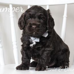 Australian Labradoodle Puppies from Rutu Australian Labradoodles