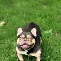 French Bulldog Puppies from Jessicah's Frenchies Howell Michigan