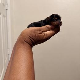 Angel - Black and tan female Yorkshire Terrier puppy in Carencro, Louisiana from Ledet’s Yorkies
