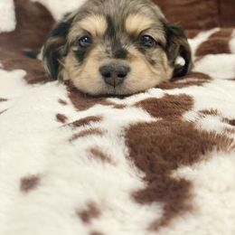 Dachshund Puppies from Pasek Kennels