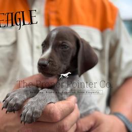 Eagle - male German Shorthaired Pointer puppy in Six Mile, South Carolina from The Proper Pointer Co.