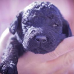 Goldendoodles from Lattesgoldendoodlepuppies