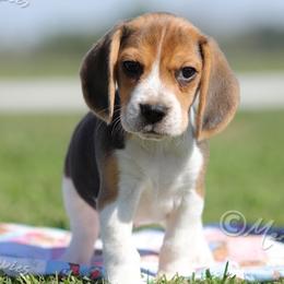 AKC 'Magic' - Black tan and white male Beagle puppy in Lamar, Missouri from Marti Acres ~ Boston Terrier & Beagles