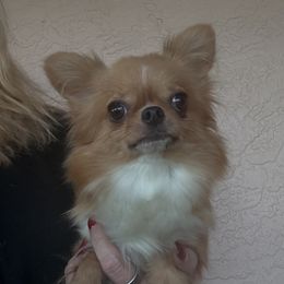 Chipmunk - Chihuahua