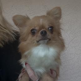Chipmunk - Chihuahua