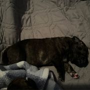 Reina - Black female Perro de Presa Canario puppy in Lenexa, Kansas from Medianoche GatoPerros