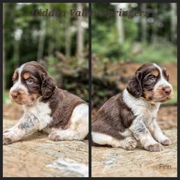 Finn - Tri-Roan male English Springer Spaniel puppy in Westminster, South Carolina from Hidden Valley Springers