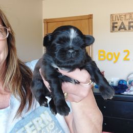 Shih Tzu Puppies from Karen Elliott