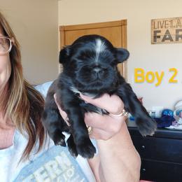 Shih Tzu Puppies from Karen Elliott